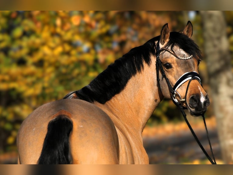 Pony tedesco Giumenta 7 Anni 147 cm Falbo in Rehburg-Loccum Münchehagen