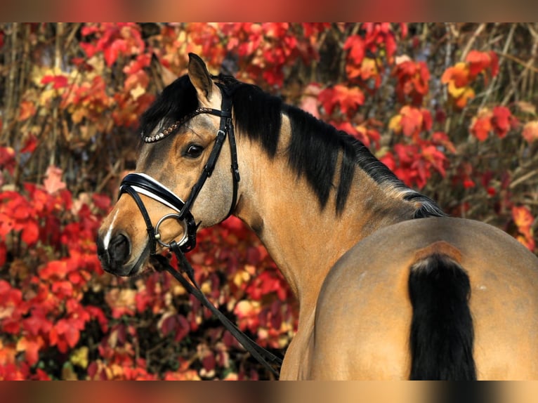 Pony tedesco Giumenta 7 Anni 147 cm Falbo in Rehburg-Loccum Münchehagen