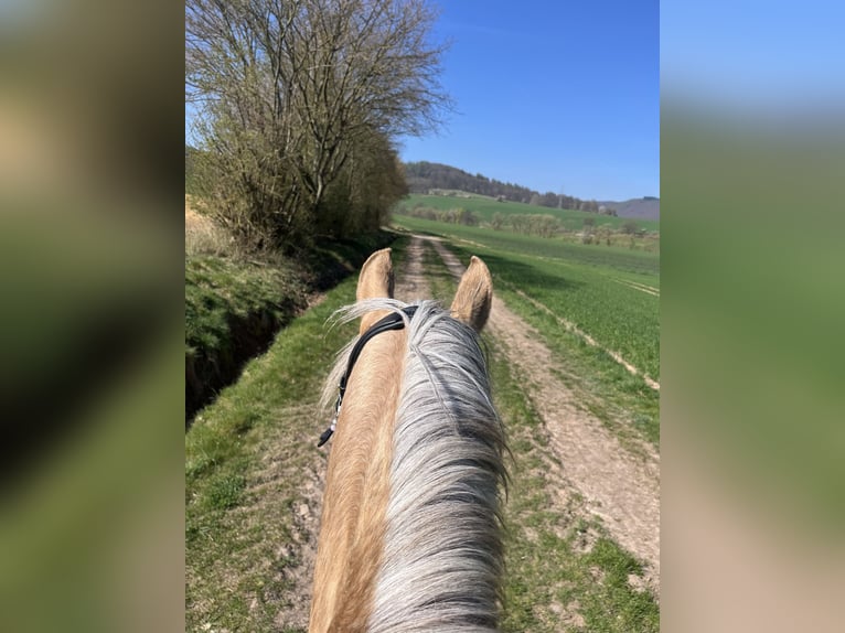 Pony tedesco Giumenta 7 Anni 147 cm Palomino in Bebra