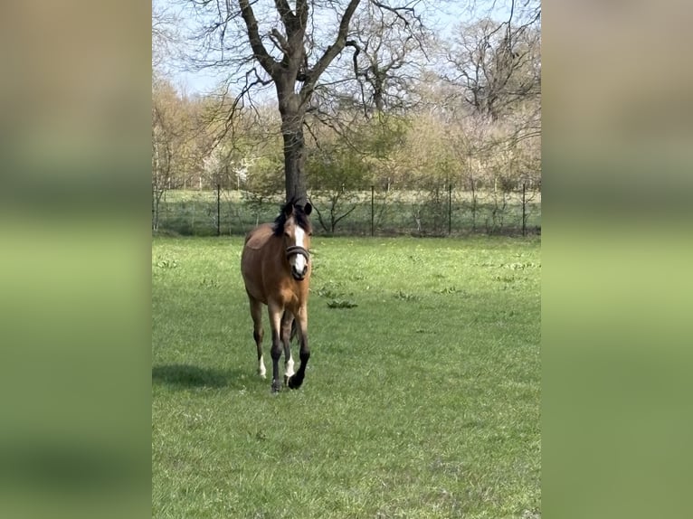 Pony tedesco Giumenta 7 Anni 147 cm Pelle di daino in Meppen