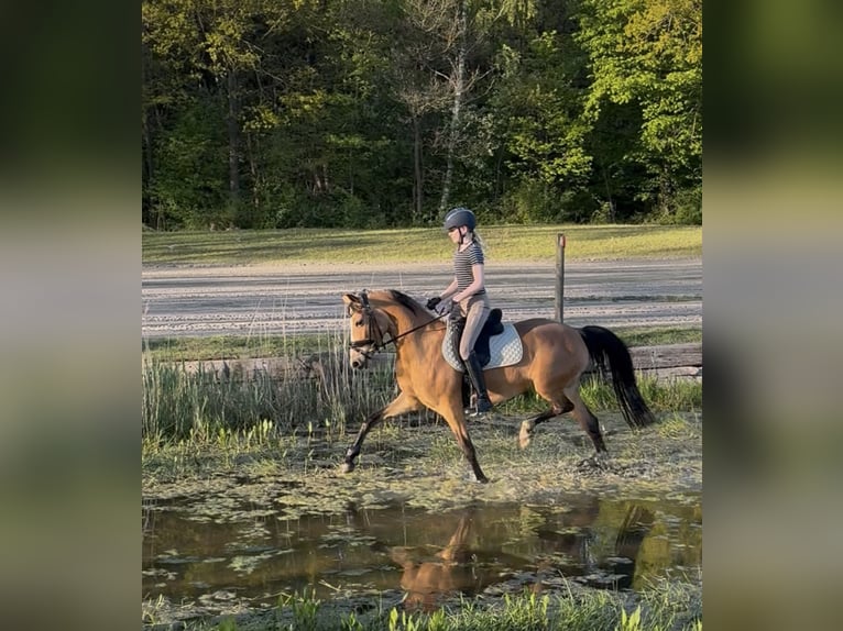 Pony tedesco Giumenta 7 Anni 147 cm Pelle di daino in Meppen