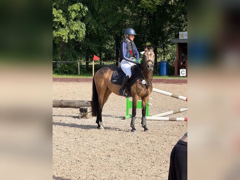 Pony tedesco Giumenta 7 Anni 147 cm Pelle di daino in Winnenden