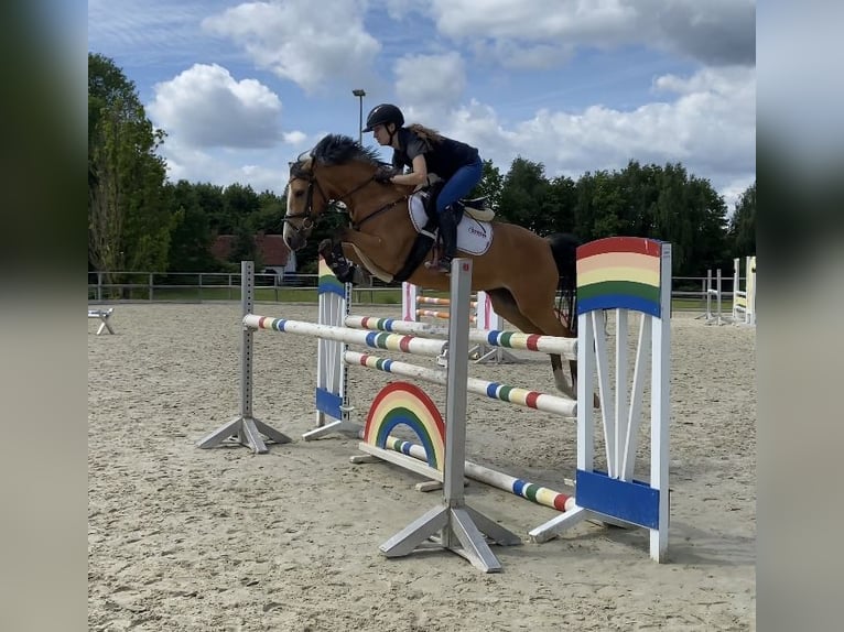 Pony tedesco Giumenta 7 Anni 147 cm Pelle di daino in Rumohr