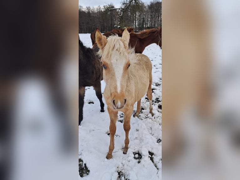 Pony tedesco Giumenta 7 Anni 147 cm Red dun in Badbergen