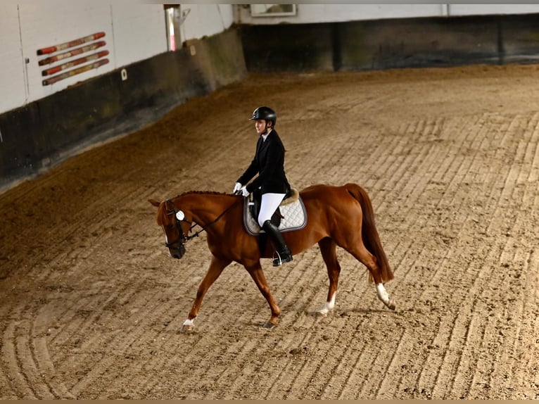 Pony tedesco Giumenta 7 Anni 147 cm Sauro in Aachen