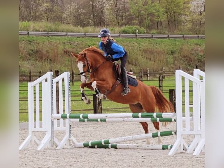 Pony tedesco Giumenta 7 Anni 147 cm Sauro in RatingenRatingen