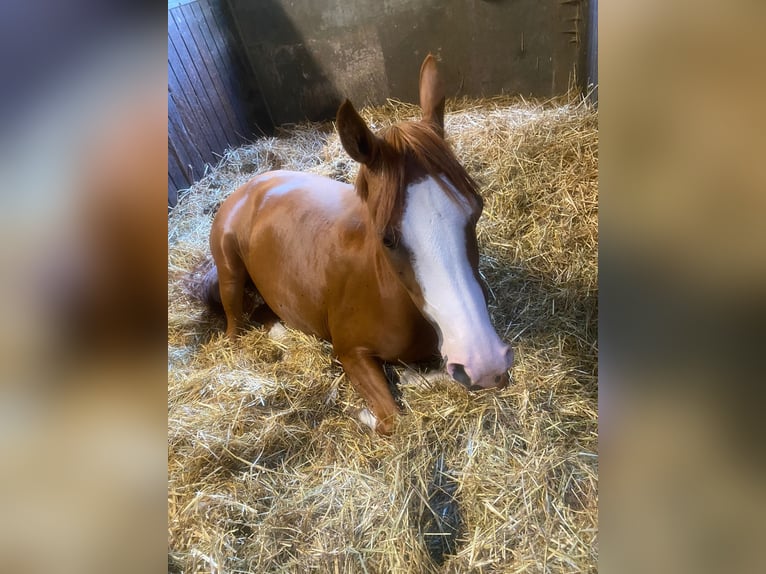 Pony tedesco Giumenta 7 Anni 147 cm Sauro in RatingenRatingen