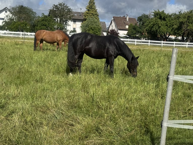 Pony tedesco Mix Giumenta 7 Anni 148 cm Baio nero in Villingen-Schwenningen