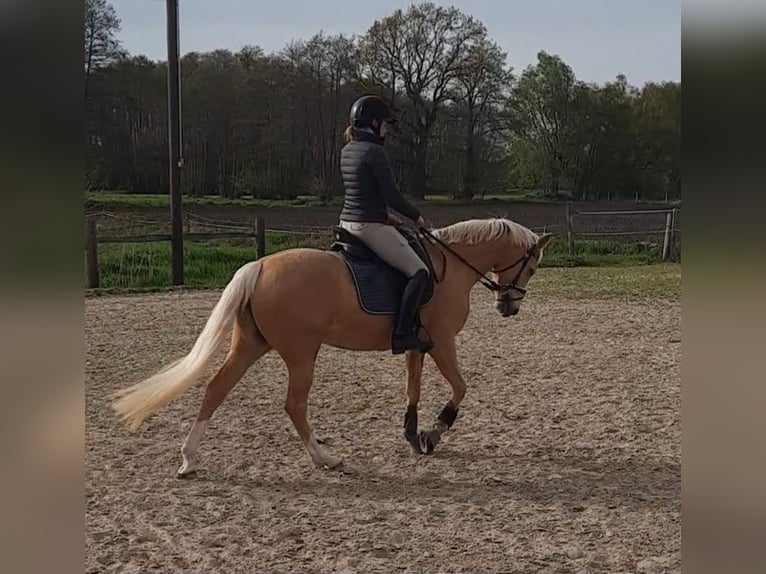 Pony tedesco Giumenta 7 Anni 148 cm Palomino in Stuhr