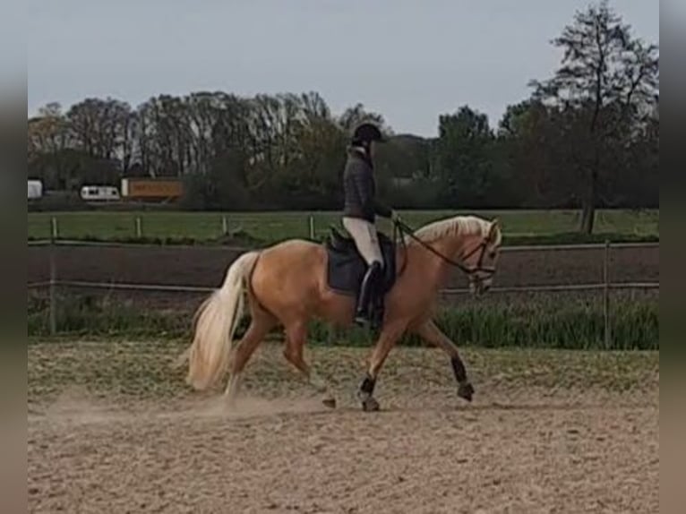 Pony tedesco Giumenta 7 Anni 148 cm Palomino in Stuhr