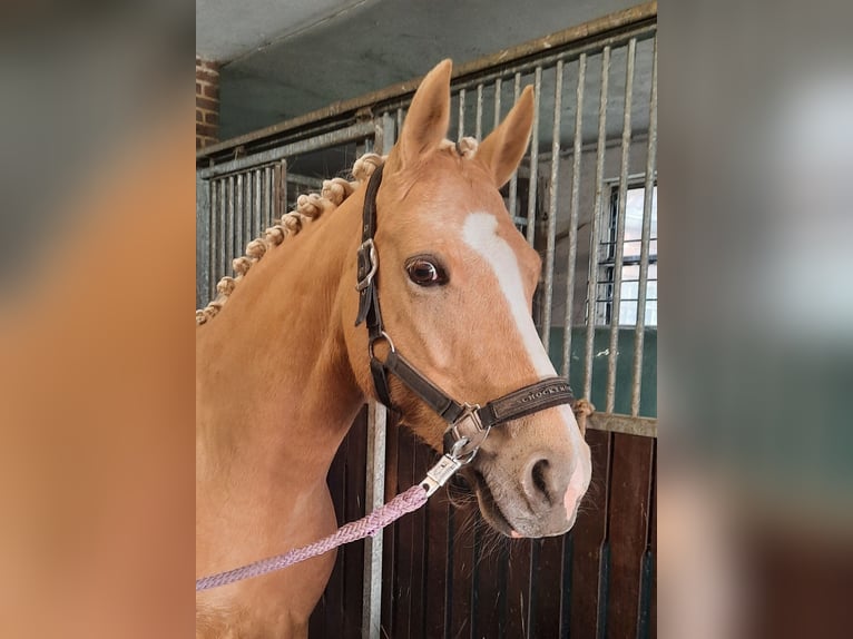 Pony tedesco Giumenta 7 Anni 148 cm Palomino in Stuhr