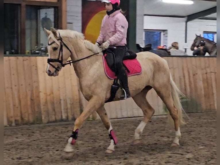 Pony tedesco Giumenta 7 Anni 148 cm Palomino in Walchum