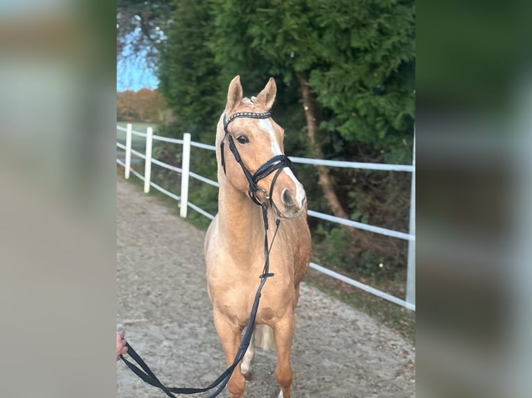 Pony tedesco Giumenta 7 Anni 148 cm Palomino in Walchum