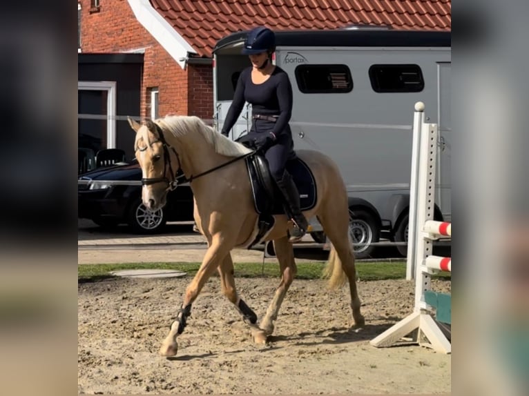 Pony tedesco Giumenta 7 Anni 148 cm Palomino in Walchum