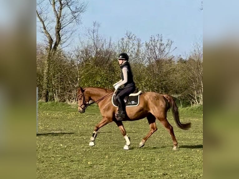 Pony tedesco Giumenta 7 Anni 148 cm Sauro in Handewitt