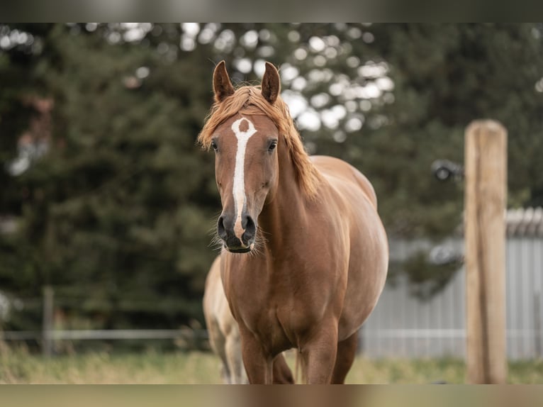 Pony tedesco Giumenta 7 Anni 148 cm Sauro in Buxtehude Buxtehude