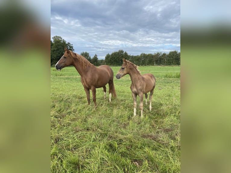 Pony tedesco Giumenta 7 Anni 148 cm Sauro in Buxtehude Buxtehude