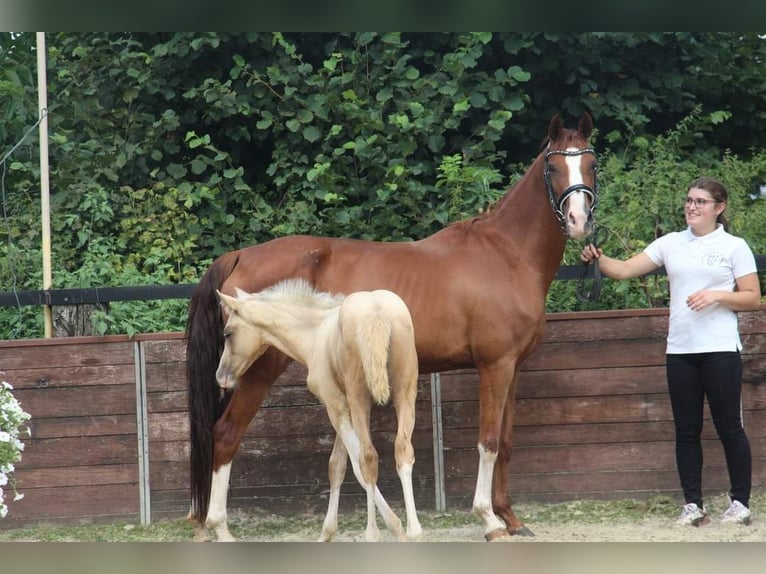 Pony tedesco Giumenta 7 Anni 148 cm Sauro in Rees