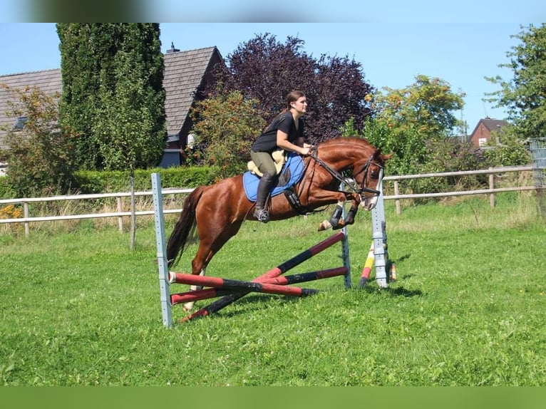 Pony tedesco Giumenta 7 Anni 148 cm Sauro in Rees