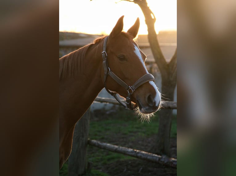 Pony tedesco Giumenta 7 Anni 148 cm Sauro in Grevenbroich