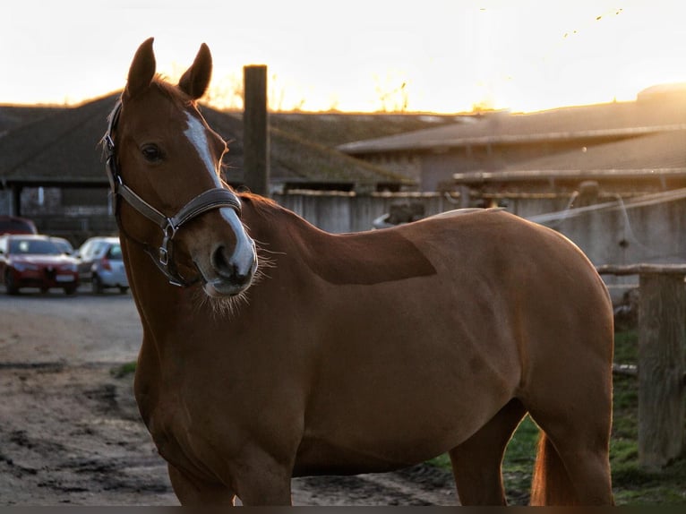 Pony tedesco Giumenta 7 Anni 148 cm Sauro in Grevenbroich