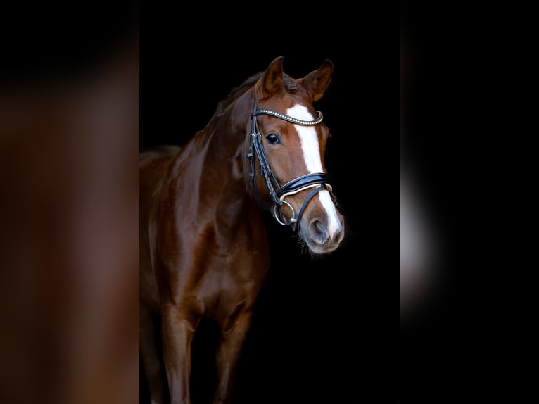 Pony tedesco Giumenta 7 Anni 148 cm Sauro scuro in Marienfeld