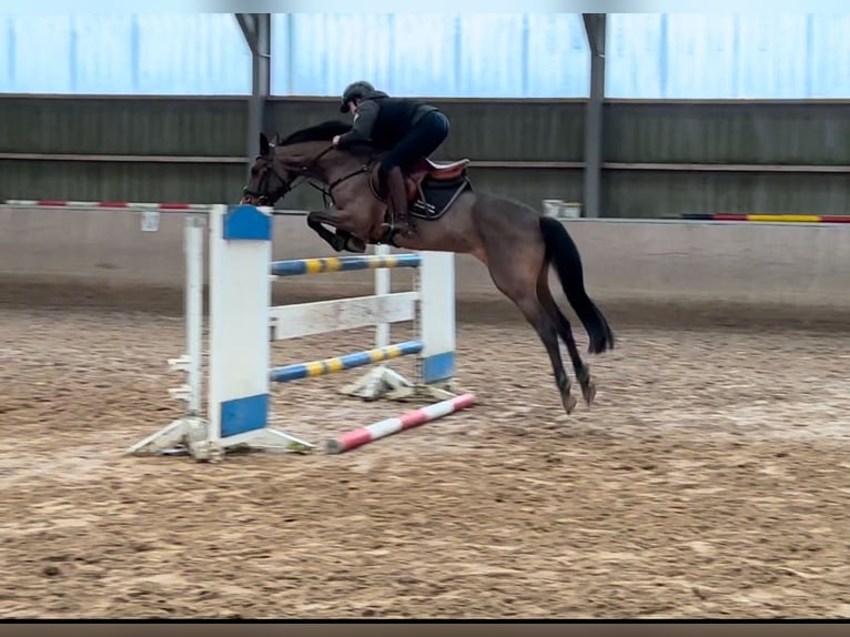 Pony tedesco Giumenta 7 Anni 149 cm Baio in Bergisch Gladbach