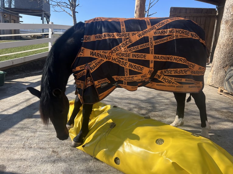 Pony tedesco Mix Giumenta 7 Anni 149 cm Baio nero in Villingen-Schwenningen