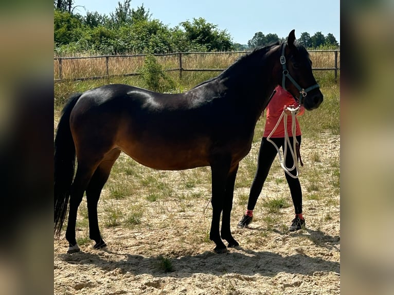 Pony tedesco Giumenta 7 Anni 149 cm Baio scuro in Butzbach
