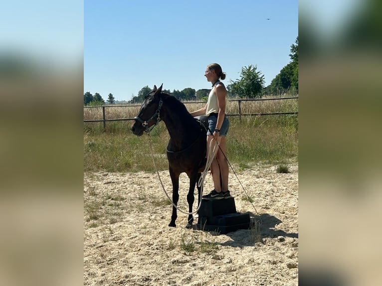 Pony tedesco Giumenta 7 Anni 149 cm Baio scuro in Butzbach