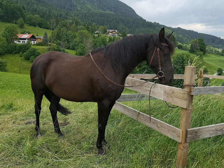 Pony tedesco Giumenta 7 Anni 149 cm Morello in Bad Mitterndorf