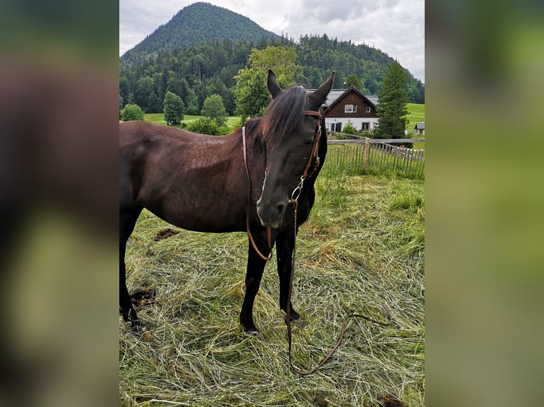 Pony tedesco Giumenta 7 Anni 149 cm Morello in Bad Mitterndorf