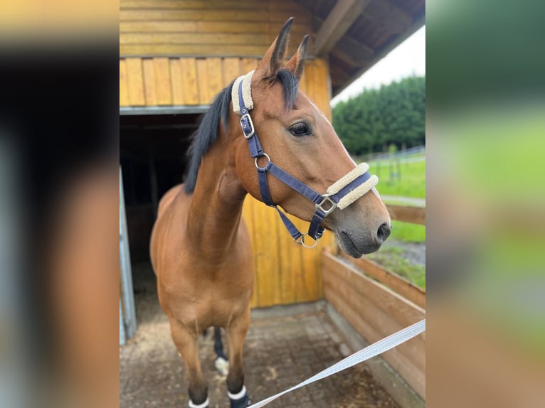 Pony tedesco Giumenta 7 Anni 150 cm Baio in EsloheEslohe