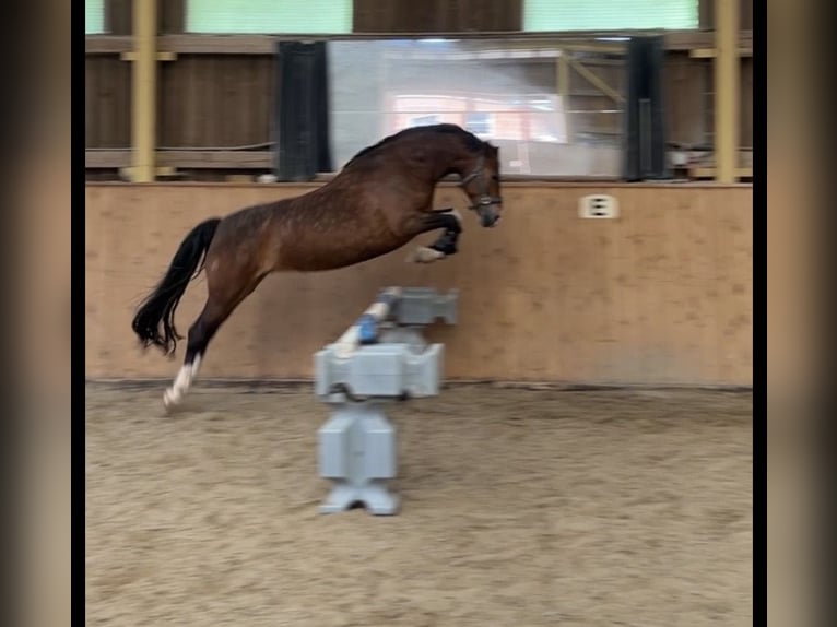 Pony tedesco Mix Giumenta 7 Anni 150 cm Baio in Burghaun