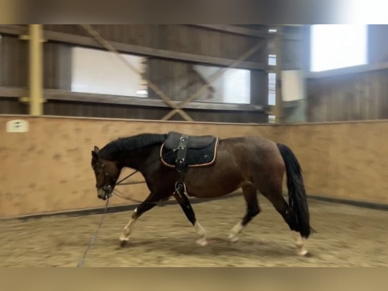 Pony tedesco Mix Giumenta 7 Anni 150 cm Baio in Burghaun