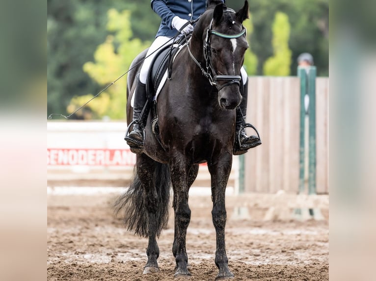 Pony tedesco Giumenta 7 Anni 150 cm Morello in Reichenwalde