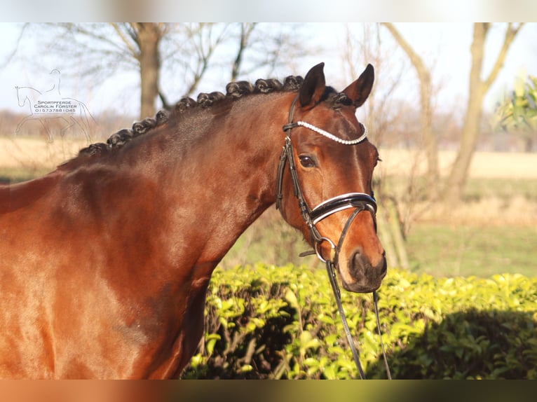 Pony tedesco Giumenta 7 Anni 151 cm Baio in Reeßum
