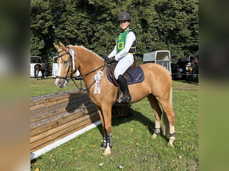 Pony tedesco Giumenta 7 Anni 151 cm Falbo in Rees