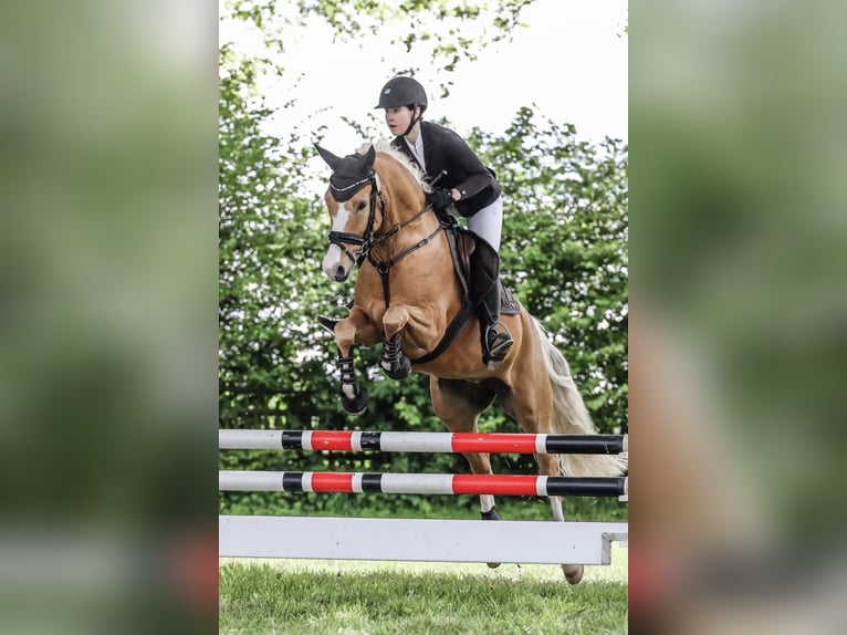 Pony tedesco Giumenta 7 Anni 151 cm Falbo in Rees
