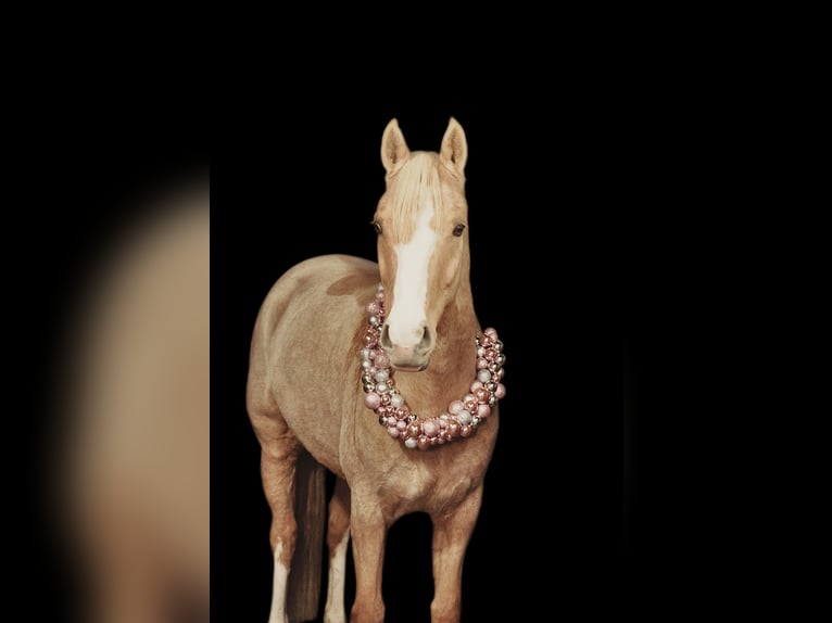 Pony tedesco Giumenta 7 Anni 151 cm Falbo in Rees