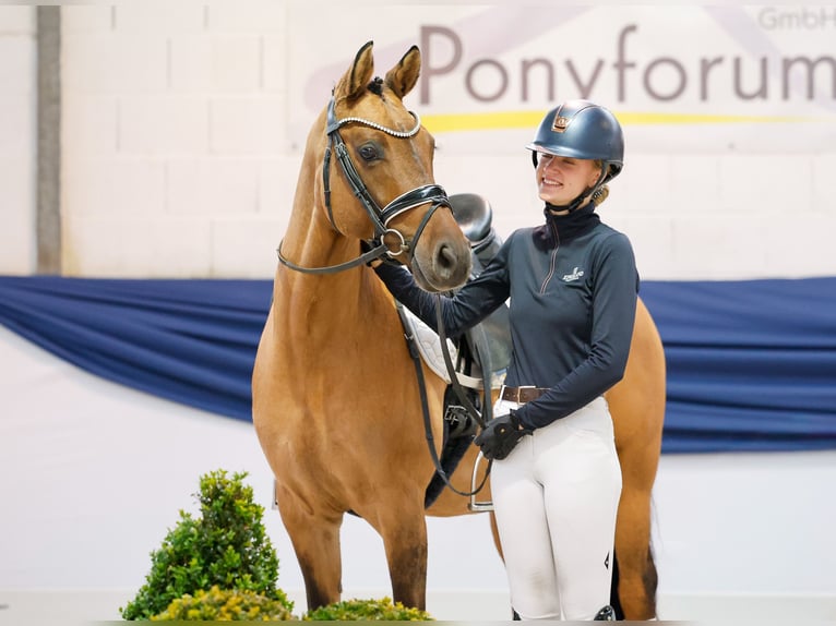 Pony tedesco Giumenta 7 Anni 151 cm Falbo in Marsberg Pony tedesco Giumenta 7 Anni 151 cm Falbo in Marsberg