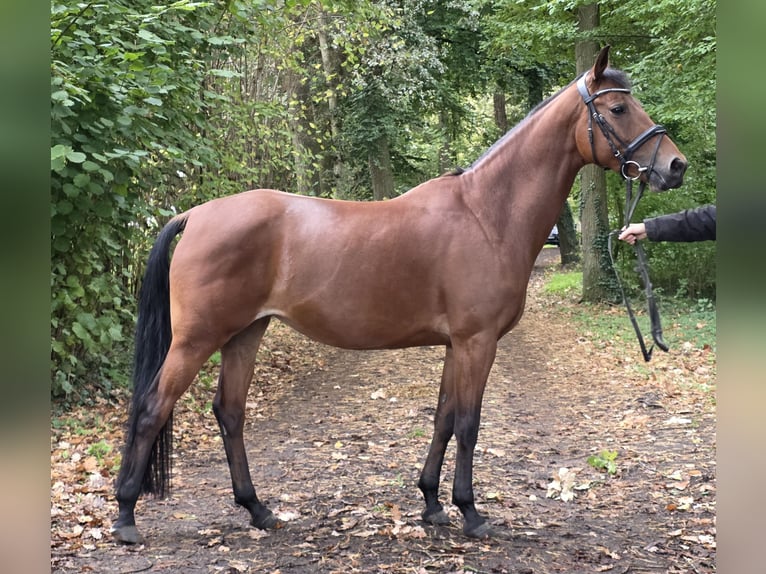 Pony tedesco Giumenta 7 Anni 152 cm Baio in Wachtendonk