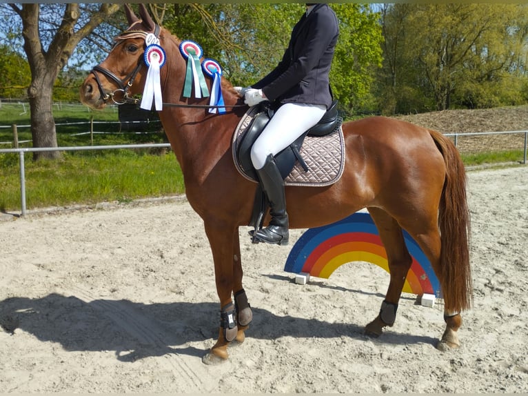 Pony tedesco Giumenta 7 Anni 152 cm Sauro in Springe
