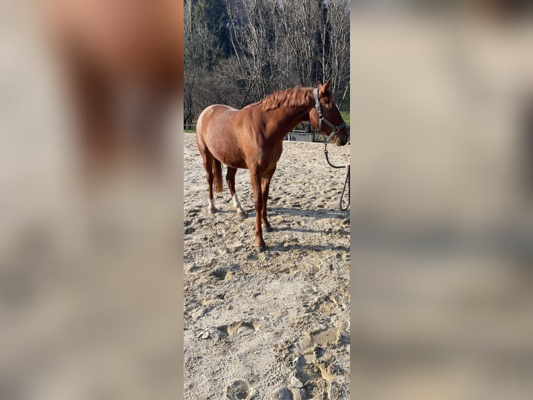 Pony tedesco Giumenta 7 Anni 153 cm Sauro in Grieskirchen