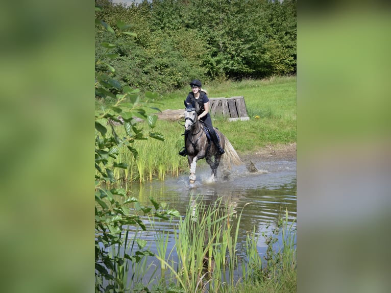 Pony tedesco Giumenta 7 Anni 154 cm Grigio in Kiel