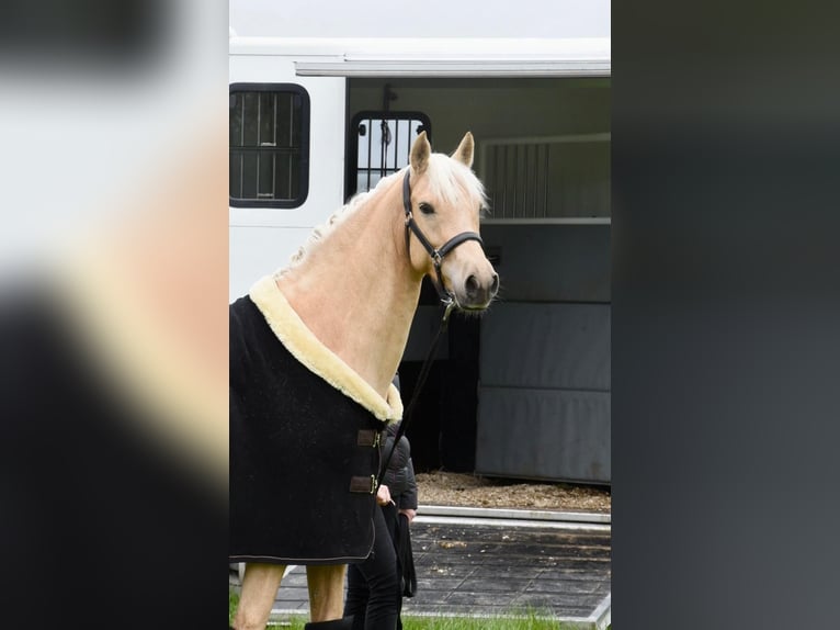 Pony tedesco Giumenta 7 Anni 154 cm Palomino in Haunetal