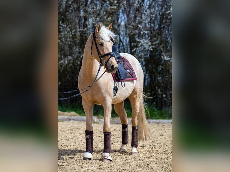 Pony tedesco Giumenta 7 Anni 154 cm Palomino in Haunetal