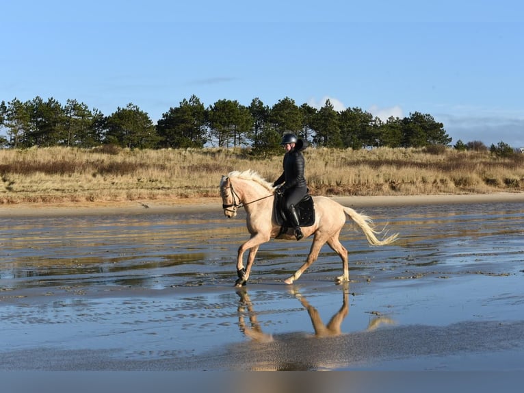 Pony tedesco Giumenta 7 Anni 154 cm Palomino in Haunetal