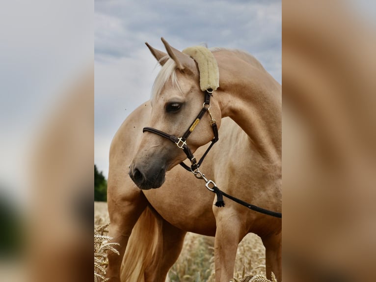 Pony tedesco Giumenta 7 Anni 154 cm Palomino in Haunetal