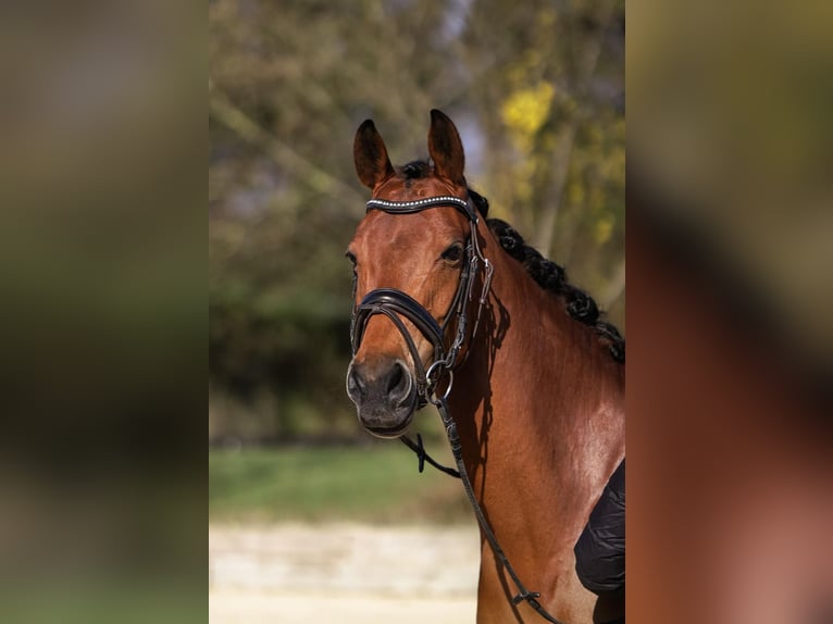 Pony tedesco Giumenta 7 Anni 155 cm Baio chiaro in Dortmund